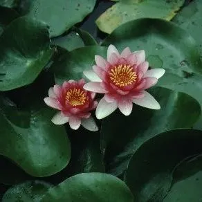 thumbnail for publication: Nymphaea x 'Attraction' Attraction Hardy Water Lily